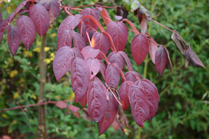 Devilâ??s Walkingstick fall leaf color